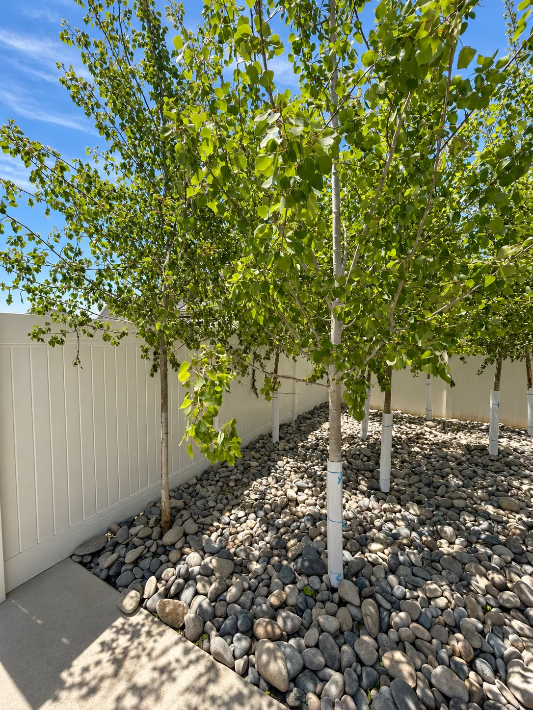 Trees planted in decorative river rock beside a residential fence